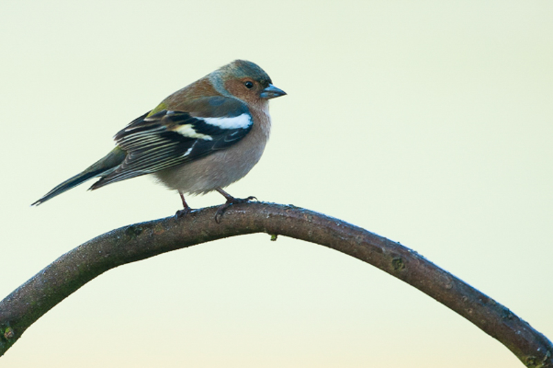 Vink